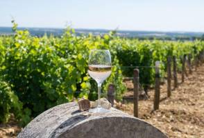 Wijnreis Bourgogne & Jura