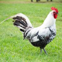 Campingplatz in der Nähe des Pagnevaart-Waldes