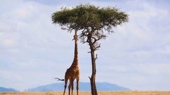 A Wildlife Adventure in Kenya