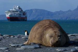 2024 Hurtigruten Lente expeditie Antarctica, South Georgia & Fal