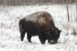 Sneeuwschoenwandeling in Elk Island National Park
