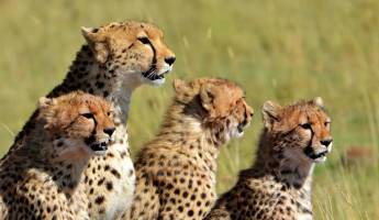 13 daagse safari Tsavo & Taita