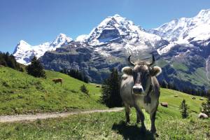 Zwitserland op zijn mooist - 13-daagse roadtrip