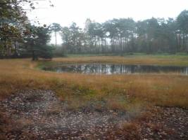 Ein ruhiges Moor, ein wunderschöner Privatwald und sternenklare 