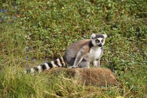 Avontuurlijk Madagascar