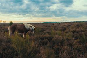 Roadtrippen van Nederland naar Duitsland en Scandinavie