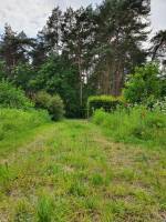 Ruhige Übernachtung in einem Waldgebiet, GRASPOP in Radentfernun