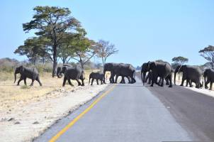 13-daagse safari de klassieke hoogtepunten van Botswana