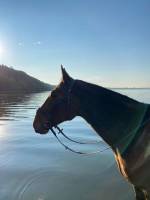 Bauernhofcamping an der Ostsee