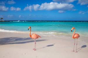 Cruise Curaçao & Caribische Parels