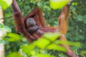 16-daagse rondreis West-Maleisië & Sarawak