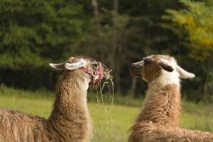 Campingplatz im Tarn im Herzen der Natur und Ruhe - Unterkunft u