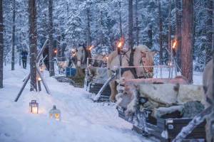 Winterse arrensleetocht inclusief 3-gangen diner, Trysil