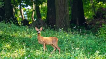 Hotel de Stoppelberg