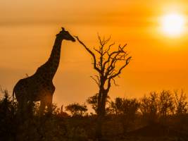 Single reis Zuid-Afrika Hoogtepunten - 15 dagen; Van Kaapstad na