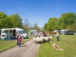 Vodatent Landgoedcamping Nienoord