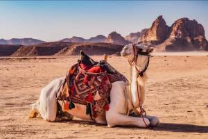 Privérondreis Ontdek Jordanië incl. Wadi Rum