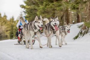 8-daagse groepswintervakantie Fins Lapland - Salla