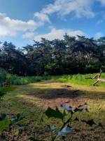 Einfacher Campingplatz auf einer Wiese, umgeben von Wald