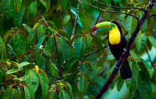 Rondreis COSTA RICA - 22 dagen; 'El Dorado' voor natuurliefhebbe
