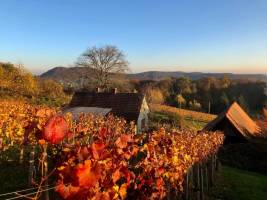 Campen in den Weinbergen der Südosteiermark