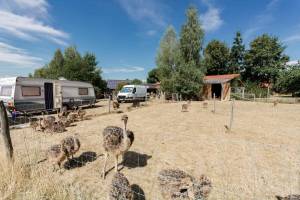 Camping auf der Straußenfarm in der Oberpfalz