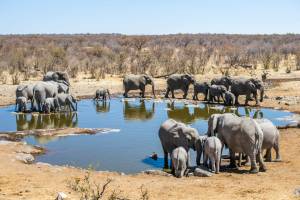 Etosha National Park, hotels en omgeving