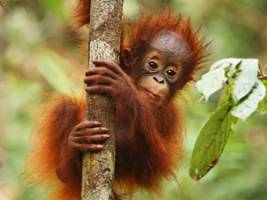 Orang-oetans en cruisen met de jungleboot