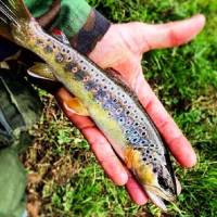 Camping Parc D'audinac Les Bains