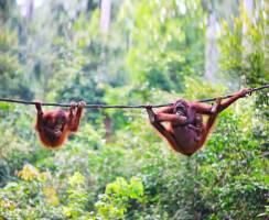 18-daagse rondreis MaleisiÃ« & Borneo