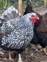 Gästehaus im Tiny House