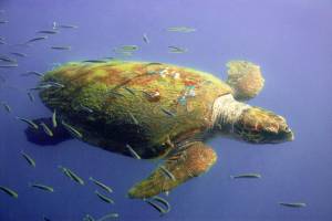 15-daagse reis Kefalonia-Zakynthos
