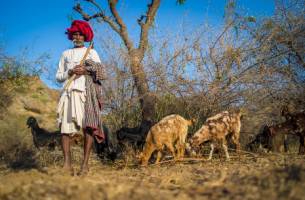 Rondreis INDIA: RAJASTHAN & GUJARAT - 22 dagen; Toeristisch onge