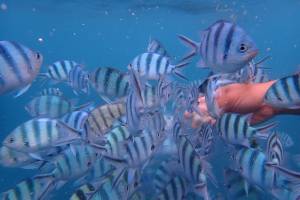 4-daagse bouwsteen Perhentian Eilanden