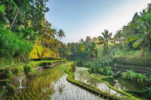 15-daagse privérondreis Bali met privéchauffeur