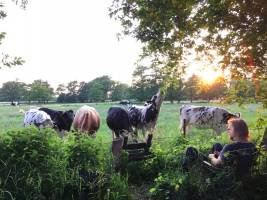 An der Weide im Landidyll bei Bremen