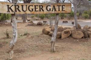 Krugerpark game drive met gids