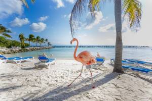 9 dg cruise Caribische Zee Celebrity Beyond