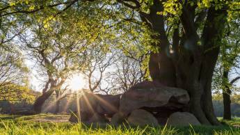 Brinkhotel Zuidlaren