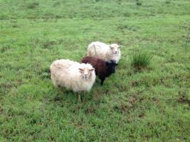 Ruhiger Campingplatz, Neu-Aquitanien