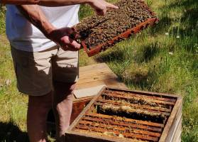 Ruhiger ökologischer Gartencampingplatz in der Nähe von Brügge