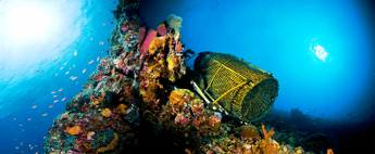 Bouwsteen 7 dagen duiken Alor