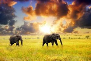 16 daagse safari Selous & Zanzibar