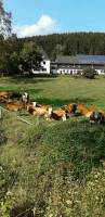 Bauernhofcamping im Sauerland