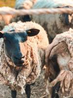 Bauernhof Rambouillet am Waldrand | Aufenthalt auf dem Land & En