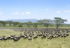 Safari Tanzania Highlights