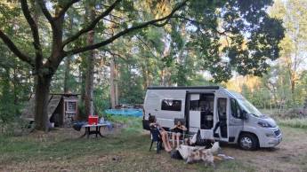 Nahrungswald Cervus in Arendonk