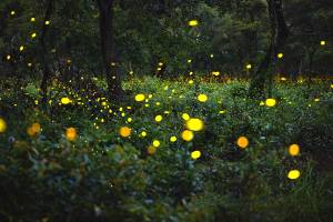 Vuurvliegjes van Selangor (vanuit Kuala Lumpur)