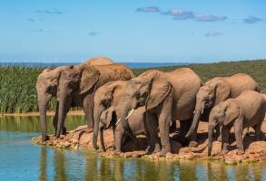 Familiereis Zuid-Afrika: Big Five & walvissen
