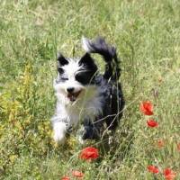 Campingplatz in OUVEILLAN, Okzitanien